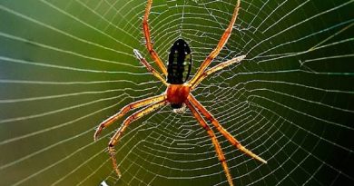 Mơ thấy nhện điềm báo gì và đánh số nào may mắn?