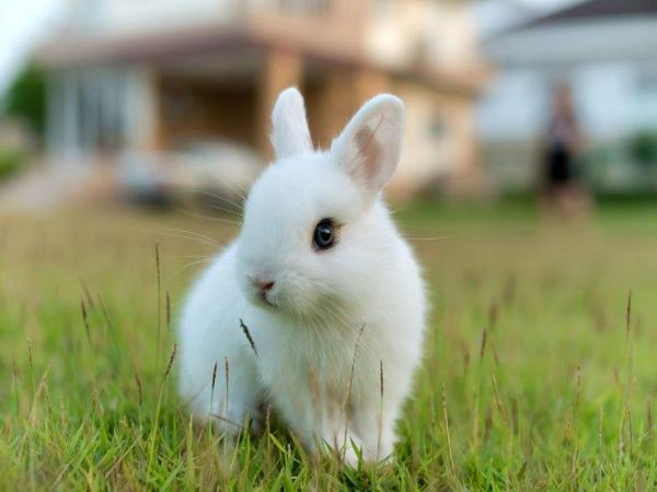 Con thỏ số mấy? Ý nghĩa giấc mơ thấy con thỏ mang điềm báo gì?