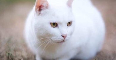 Nằm mơ thấy mèo trắng đánh con gì có ý nghĩa gì thú vị