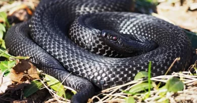 Nằm mơ thấy rắn đen tốt hay xấu, đánh con gì dễ trúng độc đắc?