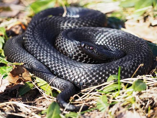 Nằm mơ thấy rắn đen tốt hay xấu, đánh con gì dễ trúng độc đắc?