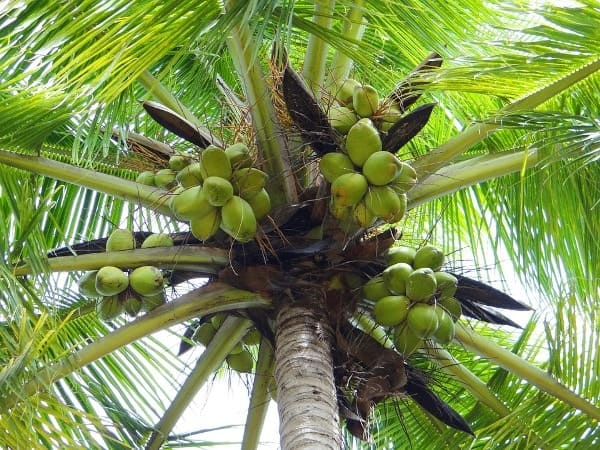 Giấc mơ thấy quả dừa lành hay xui đánh con gì lộc lá nhất?
